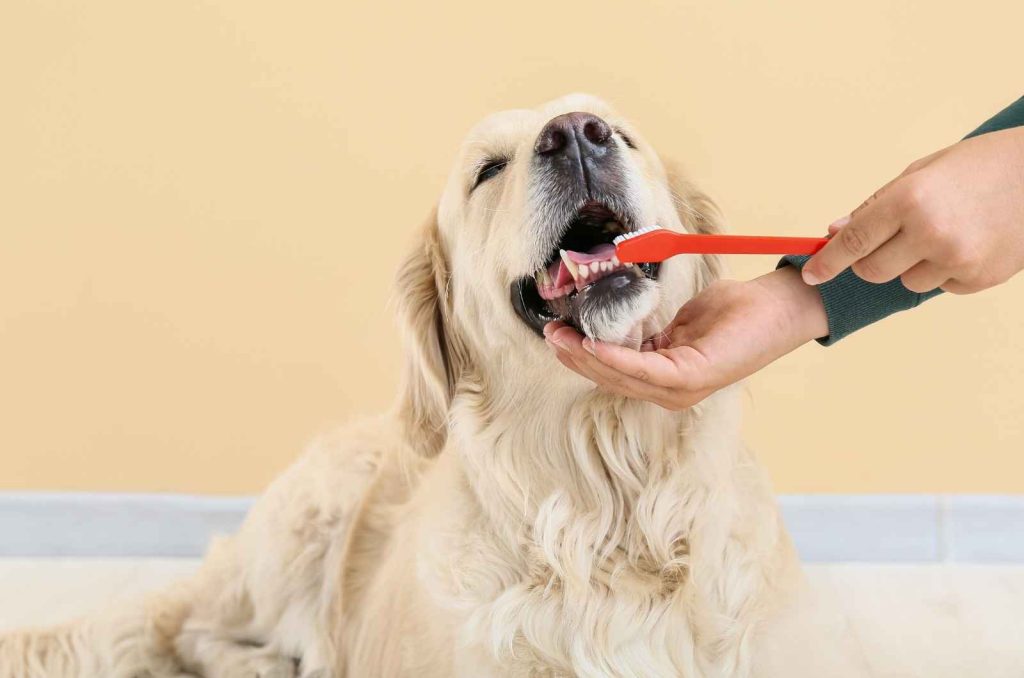 Gam Dental Veterinary For Dogs