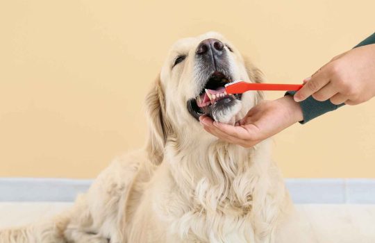 Gam Dental Veterinary For Dogs2